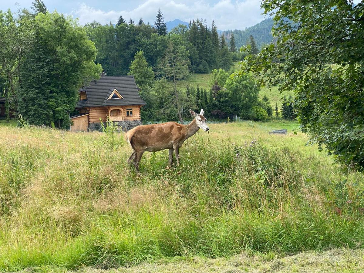 Apartament Pod Wierchem Zakopane Luaran gambar